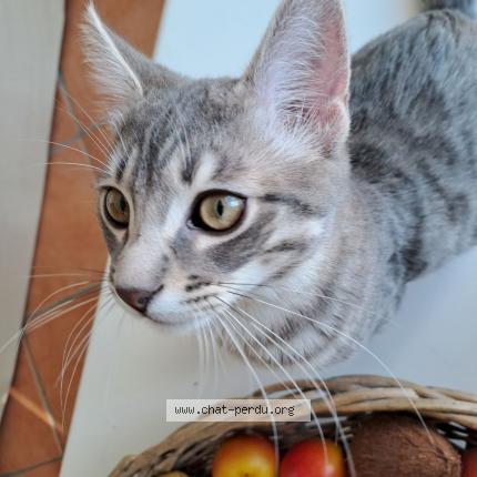 Photo de chat perdu à Etrat