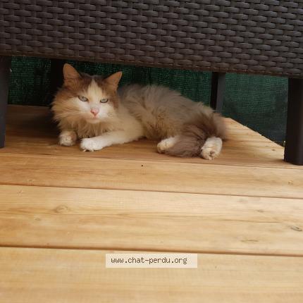 Photo de chat perdu à Saint Loubes