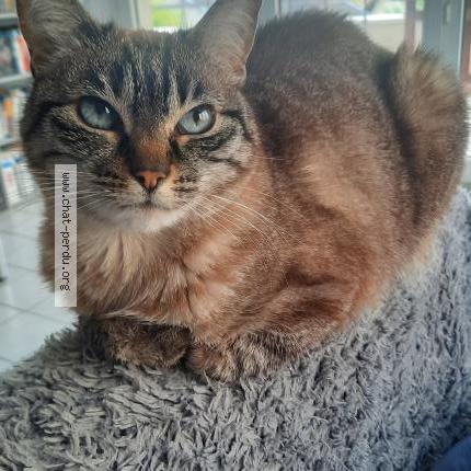 Photo de chat perdu à Nanterre