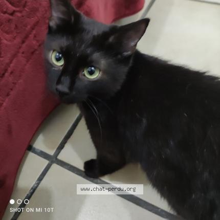 Photo 1/1 Chat retrouvé Perdu à Toulon
