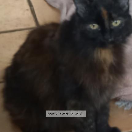 Photo 1/1 nathy Chat perdu à Lyon