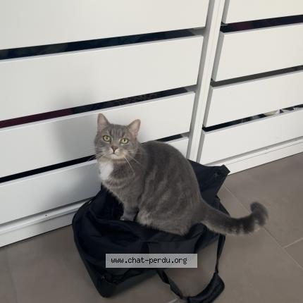 Photo de chat perdu à Avesnes Les Aubert
