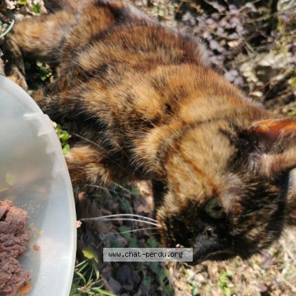 Photo de chat perdu à Baume Les Dames