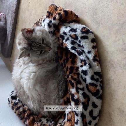 Photo de chat perdu à Saint Barthelemy D Anjou