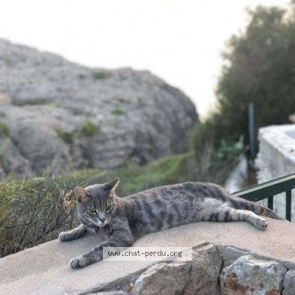 Photo de chat perdu à Villette D Antho