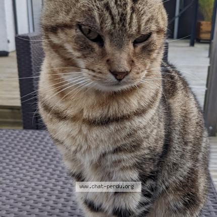 Photo 1/1 Chat retrouvé Perdu à Notre Dame De Bondeville