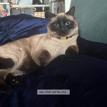 Photo 1/1 Chat retrouvé Perdu à Bordeaux
