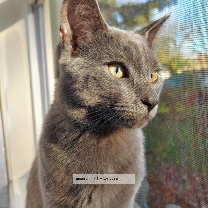 Photo 1/1 Chat retrouvé Perdu à Cambridge