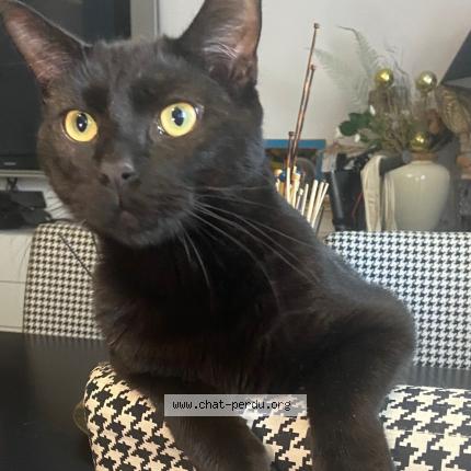Photo de chat perdu à Paris