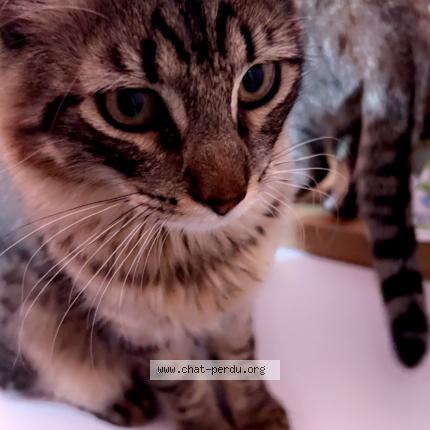 Photo de chat perdu à Toulouse