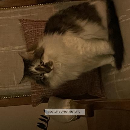 Photo 1/1 Chat retrouvé Perdu à Lyon