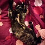 Photo de chat perdu à Magny Les Hameaux