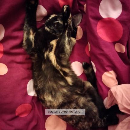 Photo 1/3 Chat retrouvé Perdu à Magny les hameaux