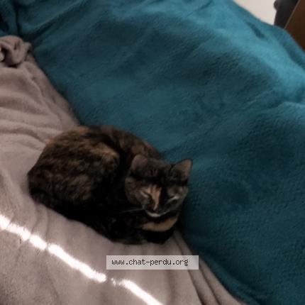 Photo 2/3 Chat retrouvé Perdu à Magny les hameaux