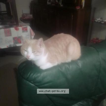 Photo de chat perdu à Ernee 53500