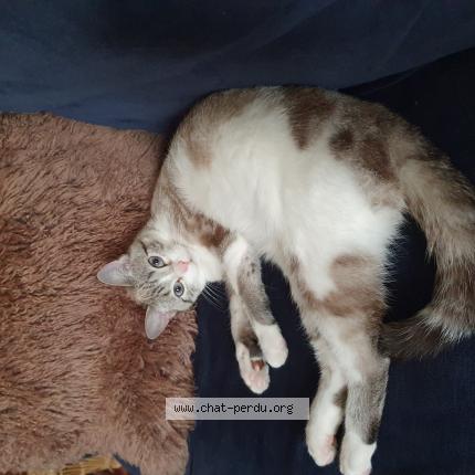 Photo 1/1 Chat retrouvé Perdu à Cherves Richemont