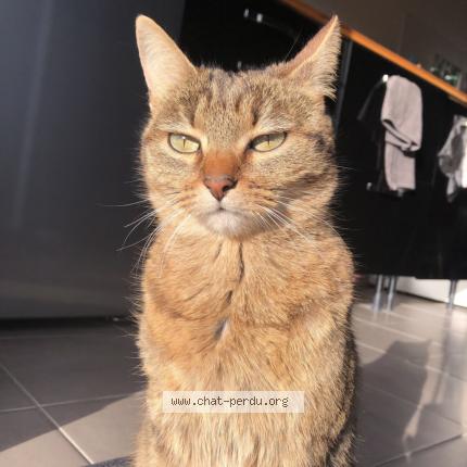 Photo de chat perdu à Vaires Sur Marne