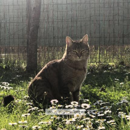 Photo 2/4 Chat retrouvé Perdu à Vaires Sur Marne