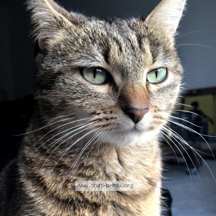 Photo 3/4 Chat retrouvé Perdu à Vaires Sur Marne