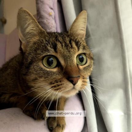 Photo 4/4 Chat retrouvé Perdu à Vaires Sur Marne