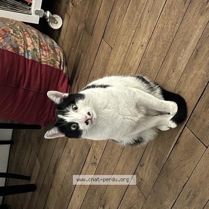 Photo 1/1 Chat retrouvé Perdu à Paris