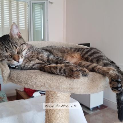 Photo 1/1 Chat retrouvé Perdu à Villepinte