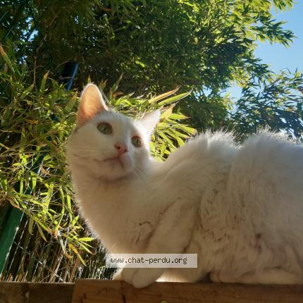 Photo 1/1 Chat retrouvé Perdu à Marseille