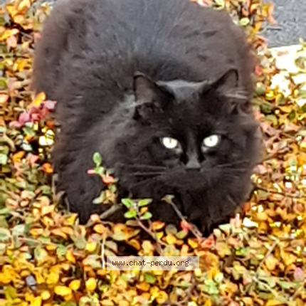 Photo 1/1 Chat retrouvé Perdu à Saleux
