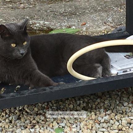 Photo de chat perdu à Saint Coulomb