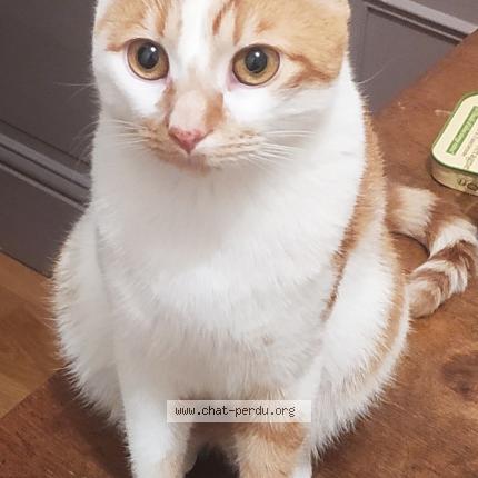 Photo de chat perdu à Lyon