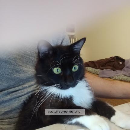 Photo de chat perdu à Paris