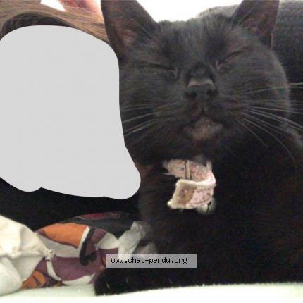 Photo de chat perdu à Pleurs