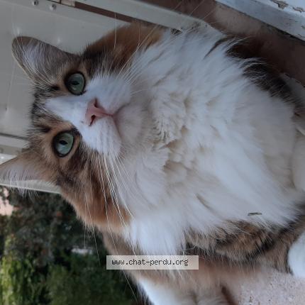 Photo de chat perdu à Bessenay
