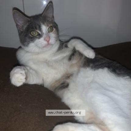 Photo de chat perdu à Vannes