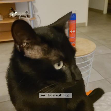 Photo 1/1 Chat retrouvé Perdu à Nantes