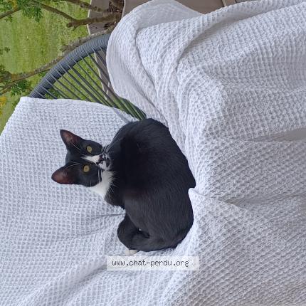 Photo 1/1 Chat retrouvé Perdu à Ogeu