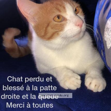 Photo 1/1 Chat retrouvé Perdu à Carrieres sous poissy