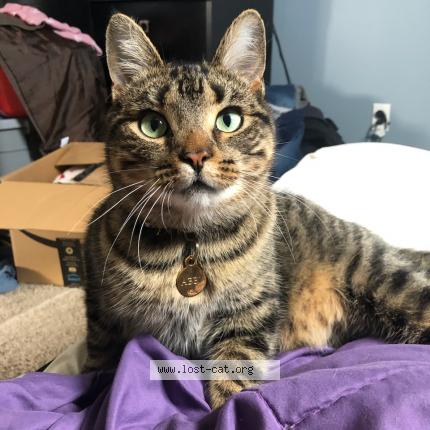 Photo 1/1 Chat retrouvé Perdu à Barrie