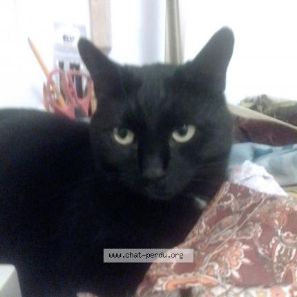 Photo de chat perdu à Desaignes