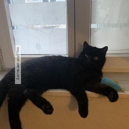 Photo 1/2 Chat retrouvé Perdu à Orleans