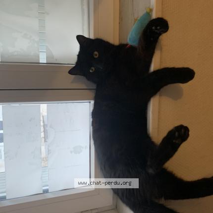Photo 2/2 Chat retrouvé Perdu à Orleans