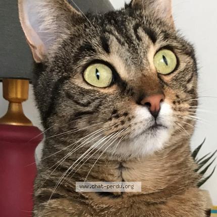Photo de chat perdu à Draguignan