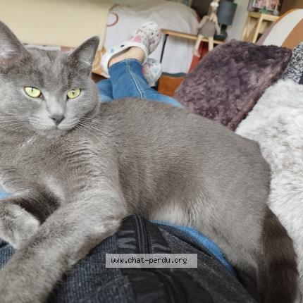 Photo de chat perdu à Annemasse