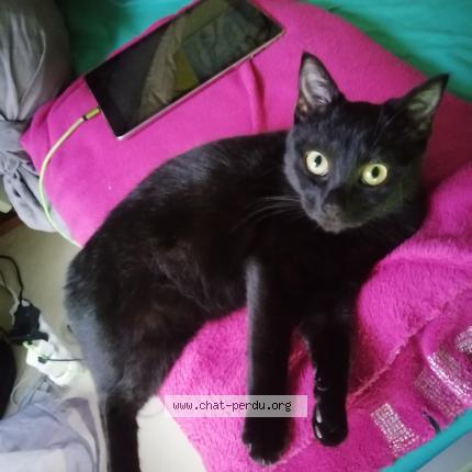 Photo de chat perdu à Margny Les Compiegne