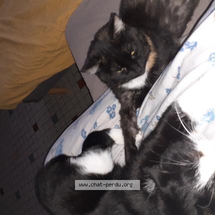 Photo de chat perdu à Ferte Mace