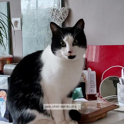 Photo 1/1 Chat retrouvé Perdu à Massy