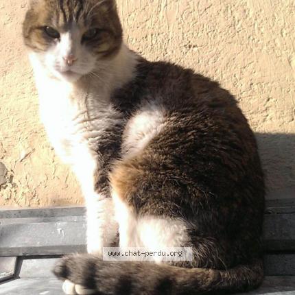 Photo 1/1 Chat retrouvé Perdu à Malakoff
