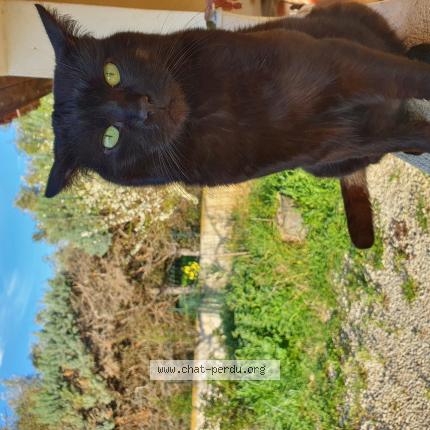 Photo 1/1 Chat retrouvé Perdu à Lunel