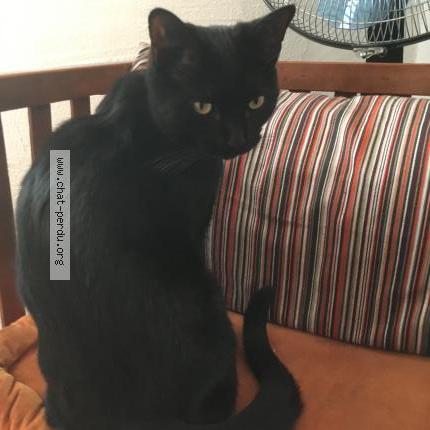Photo de chat perdu à Villejuif