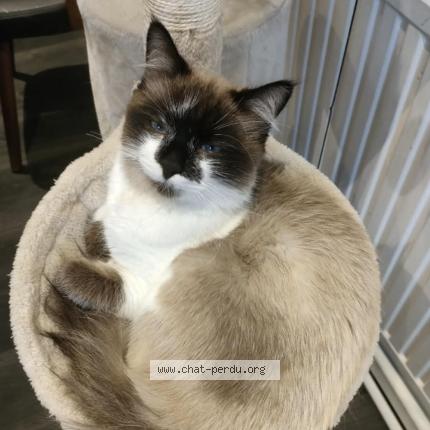 Photo de chat perdu à Montigny En Ostrevent